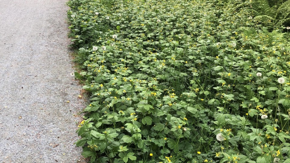Lenke til artikkel: Vil dere tjene penger på en god dugnad for naturen?